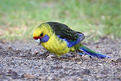 Green Rosella